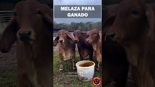 MELAZA PARA TU GANADO MÁS ENERGÍA MÁS CARNE MÁS LECHE ganado rancho campo finca zootecnia [upl. by Ys]