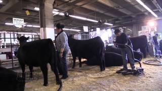 The Angus Report Jan 26 2015 NWSS Herdsman of the Year [upl. by Samantha]