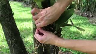 Cattleya Orchids How to Attach them on Tress [upl. by Ginsberg]