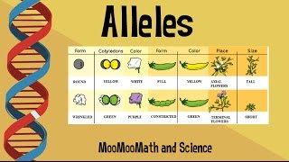 Alleles vs Gene [upl. by Atiuqes]