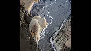 Markhor markhor hunting in Pakistan  markhor janwar  markhor snake eating video  markhor jumping [upl. by Shakespeare146]