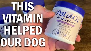 PetLab Co Probiotics for Dogs Review  This Vitamin Helped My Dog [upl. by Tyrus]