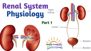 Renal System Physiology Part 1 Interesting Video Lecture in Amharic Speech [upl. by Neeloj]