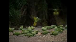 Roseringed Parakeets feeding in Sariska National park [upl. by Notslah]