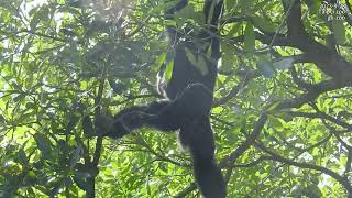 Siamang call howling 大長臂猿 猿啼 叫 2023928 [upl. by Starinsky]