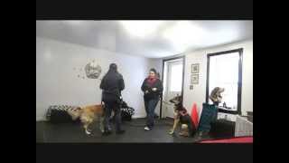 Rex GSD Reactive meeting new dogs [upl. by Nnasus]