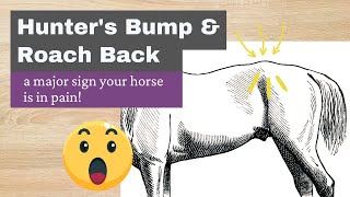 Hunters Bump  Calcification sign horses hips have been out [upl. by Leiser]