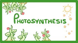 GCSE Biology  Photosynthesis 48 [upl. by Michel]