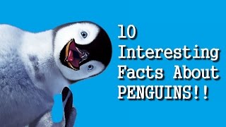 10 Interesting Facts About PENGUINS HD [upl. by Nosiram]