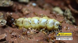 Termite life cycle  Gold Coast Pest Services [upl. by Lanrev]