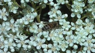 Spermscented Photinia serratifolia ❀ [upl. by Heidie131]