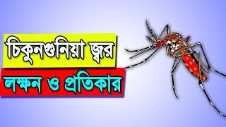 How To Recover Chikungunya Virus  Chikungunya Symptoms And Remedies  Bangla Health Tips [upl. by Aicilyt]