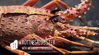 Taste Master Rottnest Lobster [upl. by Notsuh]