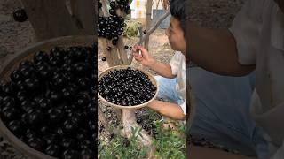 Jaboticaba fruit farm and cutting so fresh fruit fresh 2024 [upl. by Cassandre733]