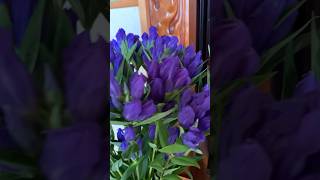 Gentiana Scabra rindou flowers satisfying shortvideo short viralvideo shorts [upl. by Olonam733]