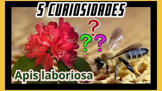 5 curiosidades interessantes sobre Apis laboriosa [upl. by Samalla206]