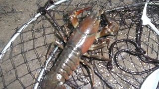 Grosse Pêche à lécrevisse 2015  Partie 2 crayfish fishing [upl. by Crichton948]