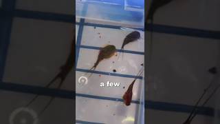 Hatching Triops Day 2 THEY HATCHED Shorts [upl. by Lea]