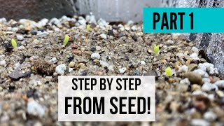 How To Grow Succulents From SeedPt 1 🌵  Angels Grove Gardening [upl. by Robson]