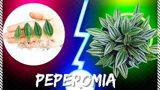 The easiest and fastest way to propagate peperomia rosso [upl. by Solange]