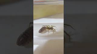 Spider VS Isopod shorts millipedes spider [upl. by Rehpitsirhc]