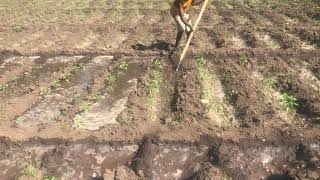 Furrow irrigation for green pepper 🫑 [upl. by Carvey43]