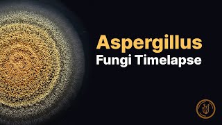 Timelapse of an Aspergillus mold with microscopy [upl. by Enilreug]