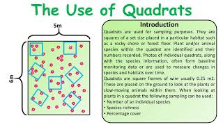 GCSE Biology Science Use of quadrats revision [upl. by Kalfas351]