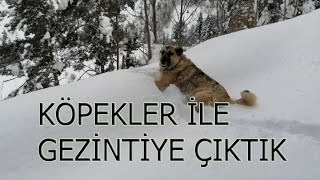 DİZ BOYU KARDA KÖPEKLER İLE GEZİNTİYE ÇIKTIK [upl. by Mafalda546]