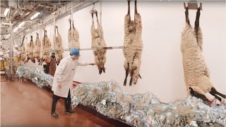 How to Harvesting Wool  Amazing Sheep Factory  Wool Processing Mill  Modern Sheep Shearing [upl. by Ardried]