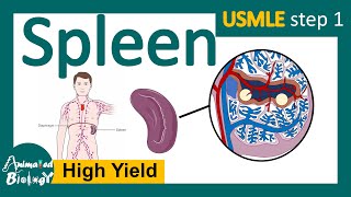 Spleen  Role of spleen in immunity  Red pulp vs white pulp  Splenomegaly  Splenectomy  USMLE [upl. by Giovanna]