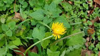 Le Pissenlit  Plante Médicinale Et Comestible  Dandelion Medicinal And Edible Plant [upl. by Nolrac]