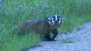 Wisconsin Badger Wild [upl. by Auqcinahs]