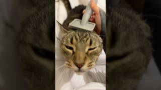 This funny cat loves getting brushed [upl. by Armstrong]