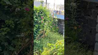 My mini Aster Saplings aprajitha asters ytshorts shorts gardendesign [upl. by Ryan991]