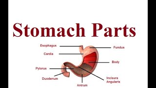 Stomach Parts  Digestive system anatomy  2024 [upl. by Adnovad]