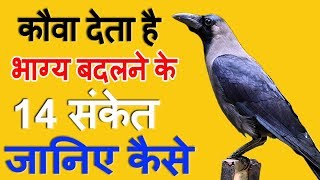 कौए के बताये हुए 14 शुभ संकेत कौए से जुड़े शकुनअपशकुन  Crow gestures as per hindu beliefs [upl. by Hamlet]