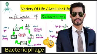 Life Cycle of Bacteriophage  Lytic and Lysogenic Cycle [upl. by Christie]