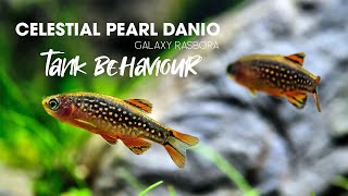 CELESTIAL PEARL DANIO  GALAXY RASBORA TANK BEHAVIOUR [upl. by Tem]