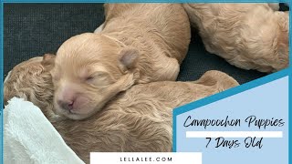 Cavapoochon Puppies 7 Days Old 🐶💕💕💙 [upl. by Ardath]