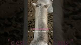 Trop mims horse pony equestrian jumping [upl. by Sairtemed383]