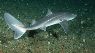 Facts The Spiny Dogfish [upl. by Fleck182]