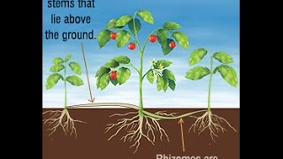 Differences and Similarities Between Stolons and Rhizomes [upl. by Okier]