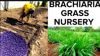 How to Grow Brachiaria GrassMulato GrassThe Wonder Grass for Cattle Rabbit Goat Livestock Farming [upl. by Edric570]