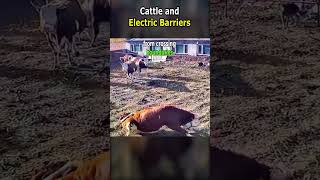 Cattle and Electric Barriers [upl. by Camp]