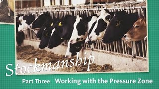 Stockmanship Part 3 Working With the Pressure Zone [upl. by Emmalee]