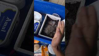 Grindal worm culture setup grindalwormculture livefood aquariumfish fishfood shortsviral short [upl. by Daphene]