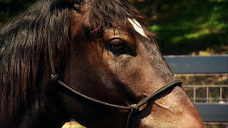 Americas Wild MustangUntamed Legacy PBS Documentary [upl. by Netneuq]