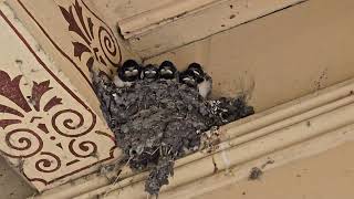 Swallows nest [upl. by Frederic]