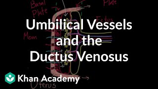 Umbilical vessels and the ductus venosus  Circulatory system physiology  NCLEXRN  Khan Academy [upl. by Odracer]